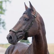 Horze Stewart Bridle