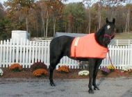 Black Dog Farm Safety Orange Horse Turnout Vest