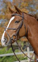 Northrun Full Padded Jumping Bridle Chestnut 