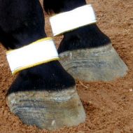 Reflective Leg Bands (pair)