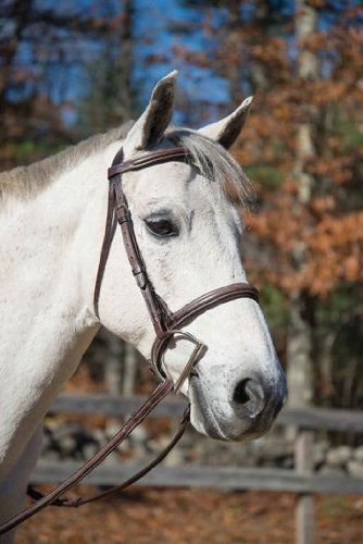 Shires Houston Bridle