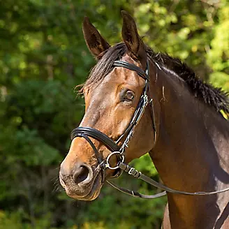 Avignon Aspen Bridle